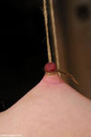 Hog Tied photo preview